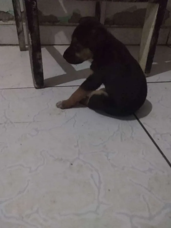 Cachorro ra a Vira lata idade 2 a 6 meses nome Filhote fêmea