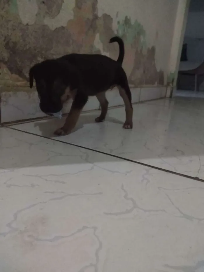 Cachorro ra a Vira lata idade 2 a 6 meses nome Filhote fêmea