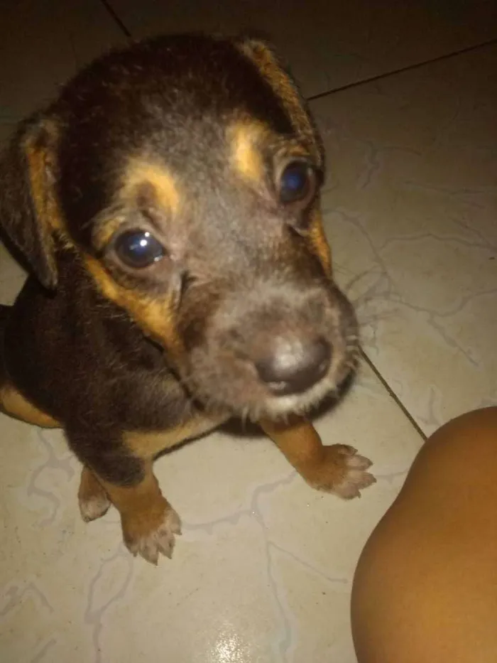 Cachorro ra a Vira lata idade 2 a 6 meses nome Filhote fêmea