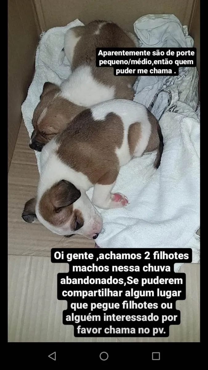 Cachorro ra a Vira lata idade 2 a 6 meses nome Sem nome