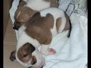 Cachorro raça Vira lata idade 2 a 6 meses nome Sem nome