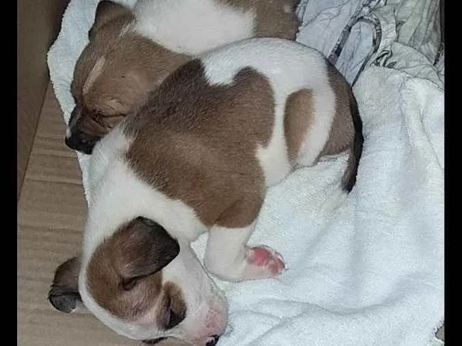 Cachorro ra a Vira lata idade 2 a 6 meses nome Sem nome