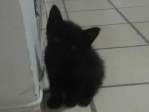 Gato raça  idade Abaixo de 2 meses nome Ainda não possui 