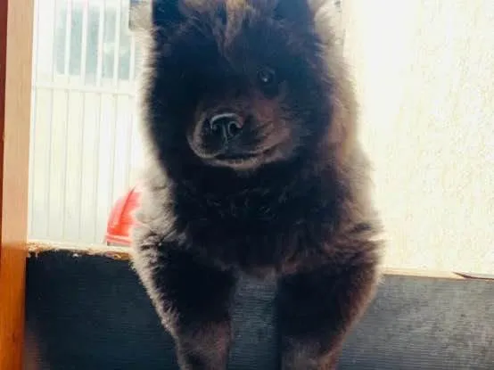Cachorro raça Chowchow idade 7 a 11 meses nome Nega