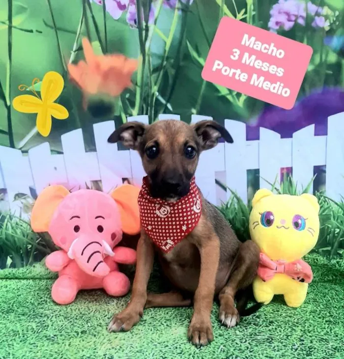 Cachorro raça  idade 2 a 6 meses nome Fernando 