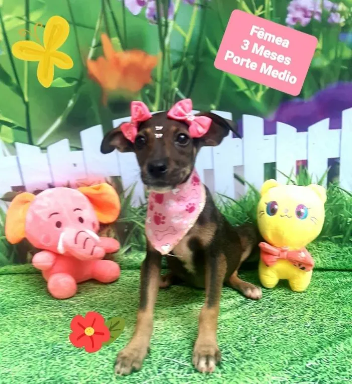 Cachorro raça  idade 2 a 6 meses nome Mafe