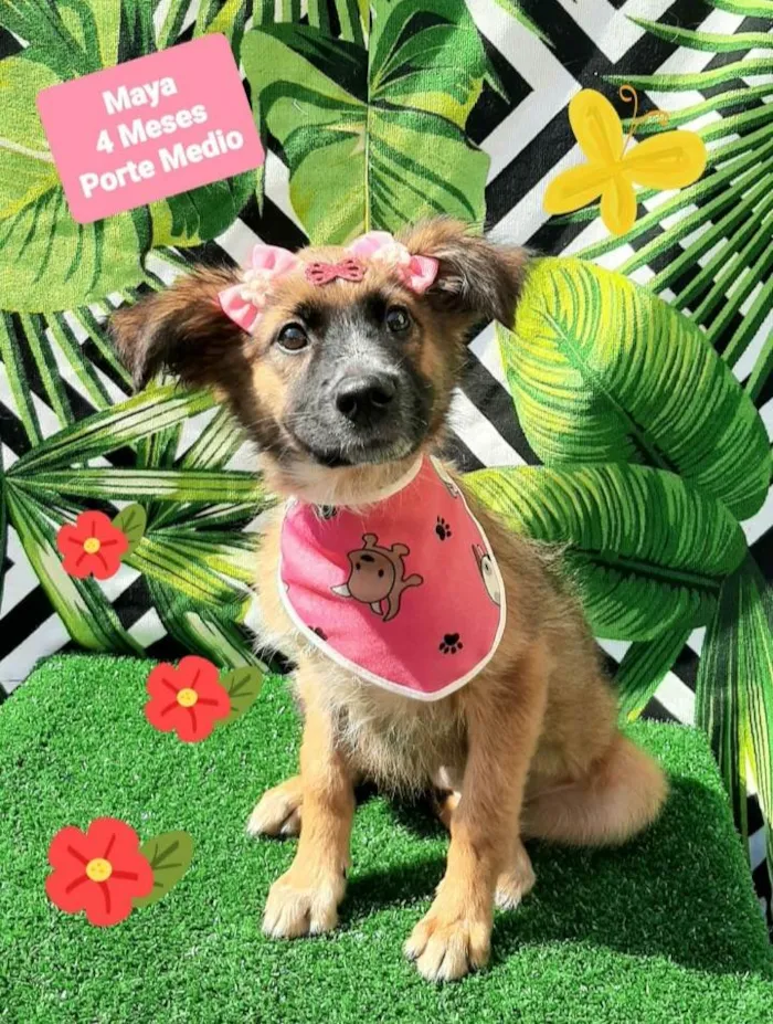 Cachorro raça  idade 2 a 6 meses nome Maya