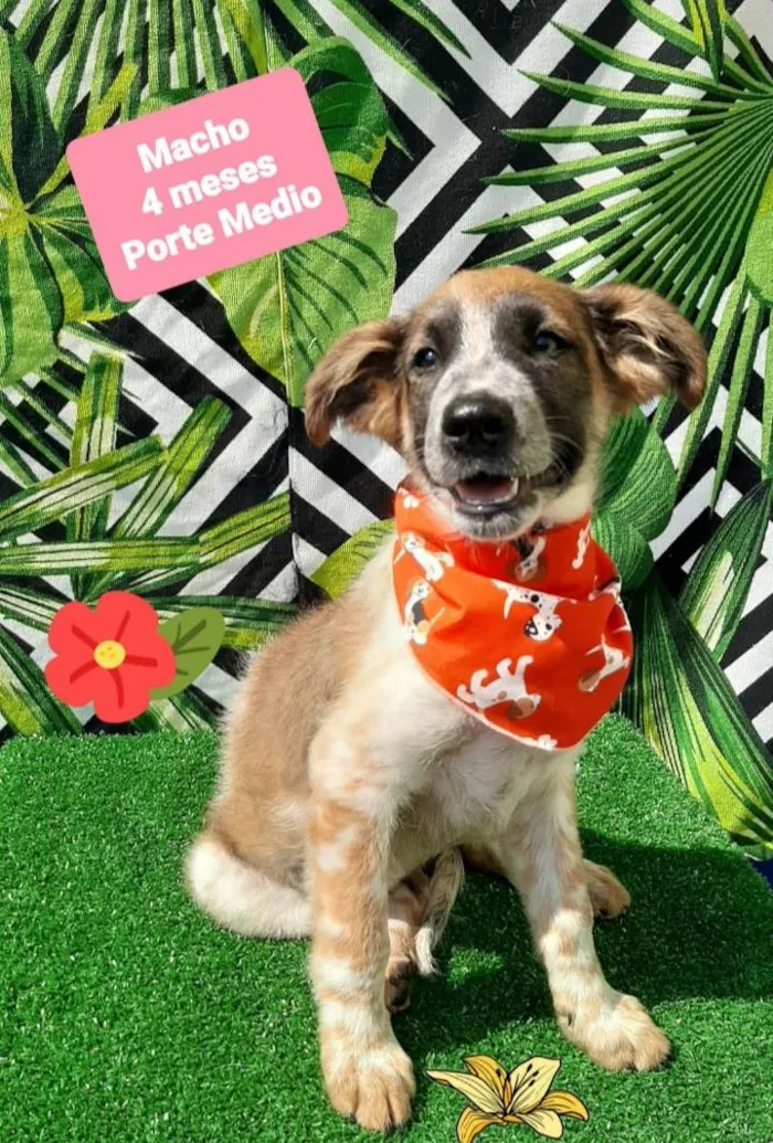 Cachorro raça  idade 2 a 6 meses nome Joaquim 