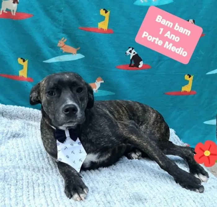 Cachorro raça  idade 1 ano nome Bam bam 