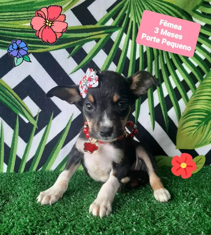 Cachorro raça  idade 2 a 6 meses nome Gabih