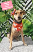 Cachorro raça  idade 2 anos nome Magrela