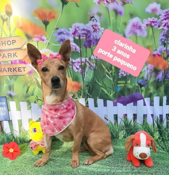 Cachorro raça  idade 3 anos nome Clarinha