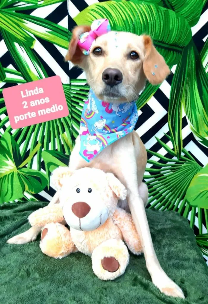 Cachorro raça  idade 2 anos nome Linda 