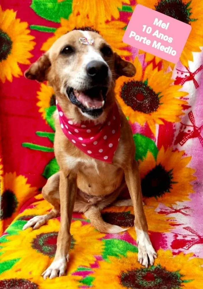 Cachorro raça  idade 6 ou mais anos nome Mel