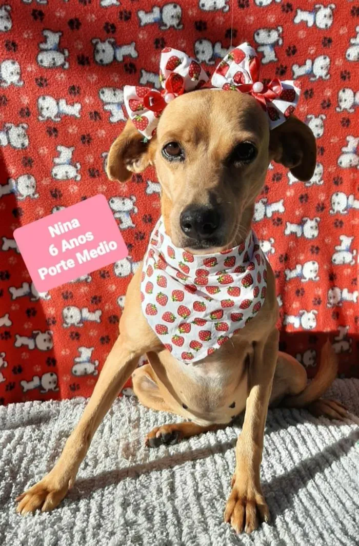 Cachorro raça  idade 6 ou mais anos nome Nina