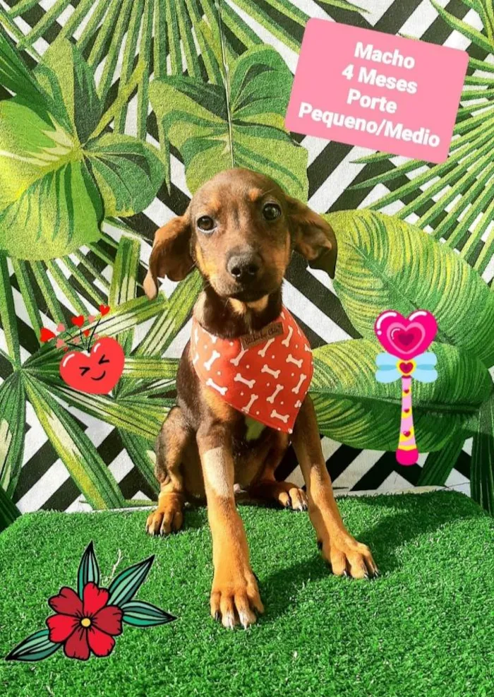 Cachorro raça  idade 2 a 6 meses nome Victor 