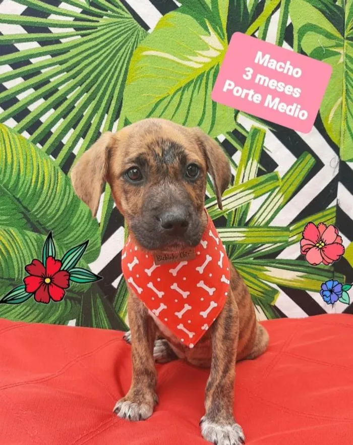 Cachorro raça  idade 2 a 6 meses nome Sherlok