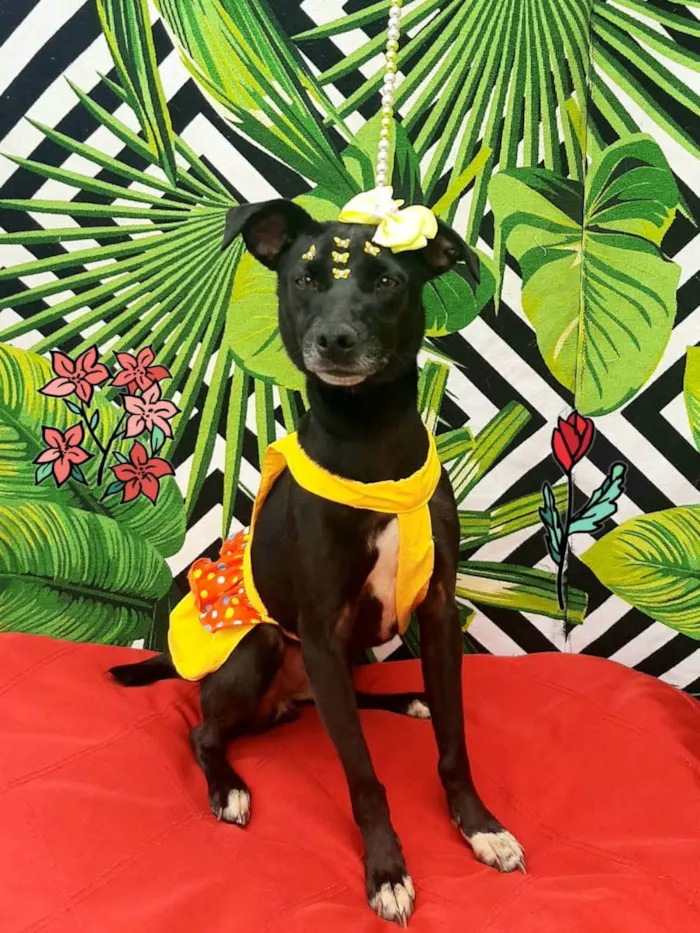 Cachorro raça  idade 3 anos nome Vicky