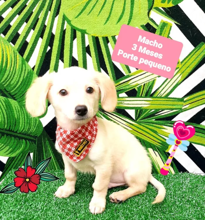 Cachorro raça  idade 2 a 6 meses nome Teo