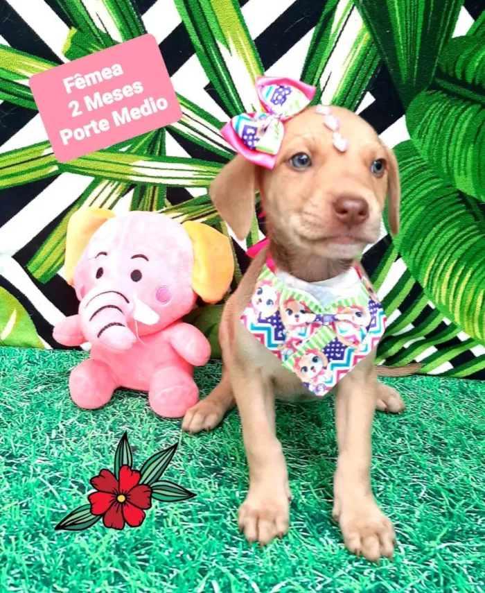 Cachorro raça  idade 2 a 6 meses nome Milla