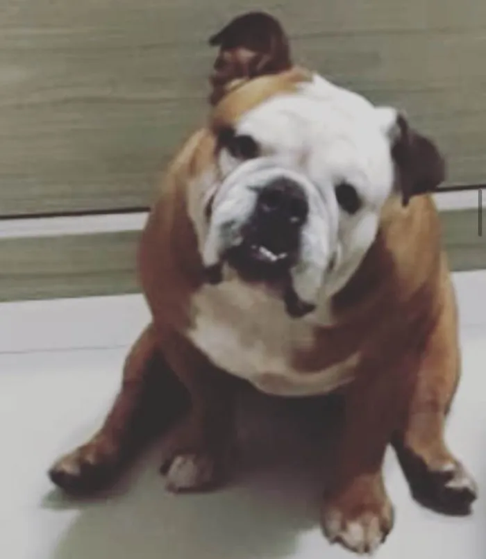 Cachorro ra a Buldogue inglês  idade 5 anos nome Baruk 