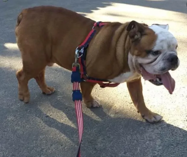 Cachorro ra a Buldogue inglês  idade 5 anos nome Baruk 