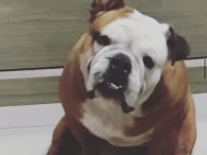 Cachorro ra a Buldogue inglês  idade 5 anos nome Baruk 