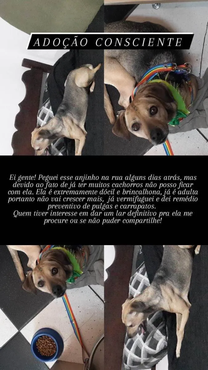 Cachorro raça Vira lata idade 2 anos nome Teresa