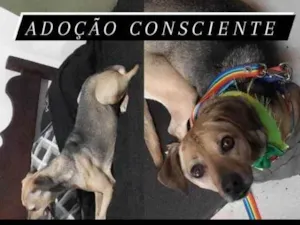 Cachorro raça Vira lata idade 2 anos nome Teresa