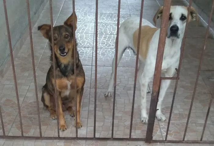 Cachorro ra a Vira lata idade 6 ou mais anos nome Billy