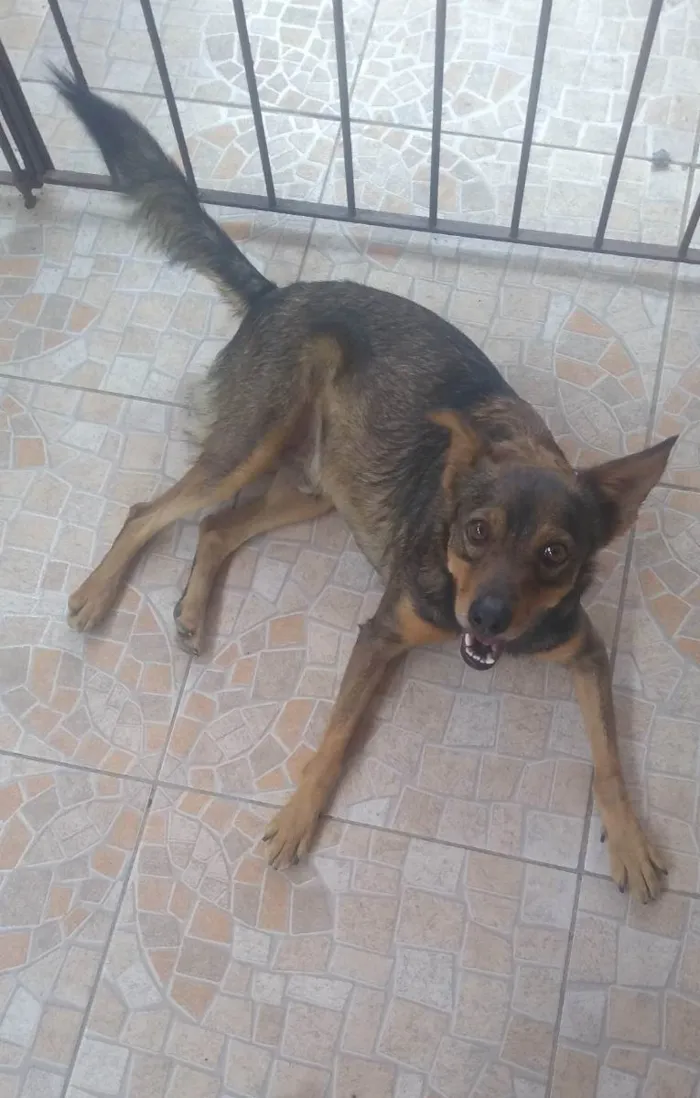 Cachorro ra a Vira lata idade 6 ou mais anos nome Billy