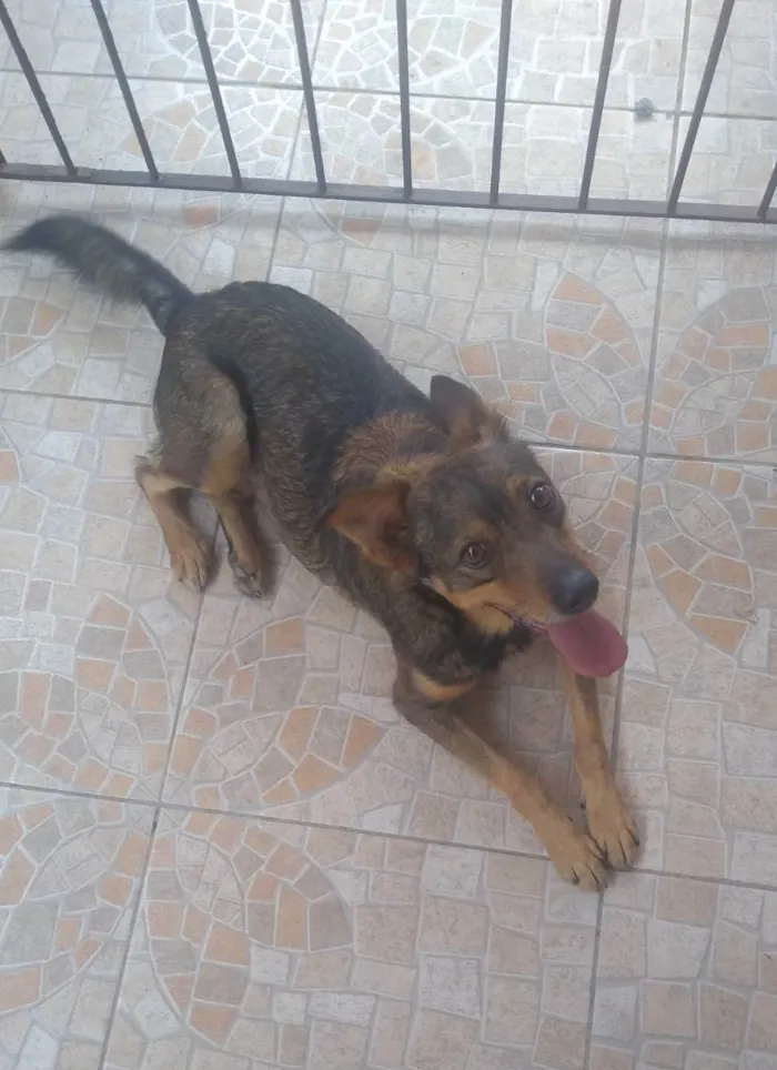 Cachorro ra a Vira lata idade 6 ou mais anos nome Billy