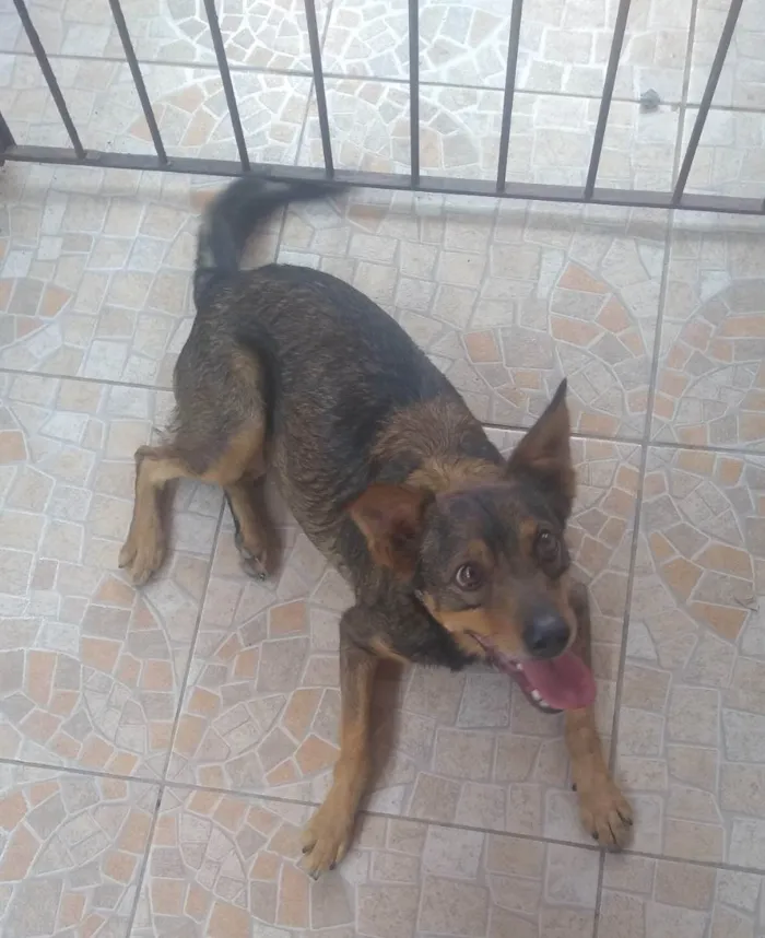 Cachorro ra a Vira lata idade 6 ou mais anos nome Billy