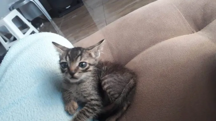 Gato ra a Não sei  idade 2 a 6 meses nome Sem nome 