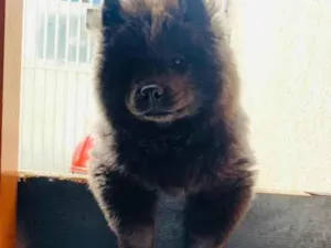 Cachorro raça Chowchow idade 7 a 11 meses nome Nega
