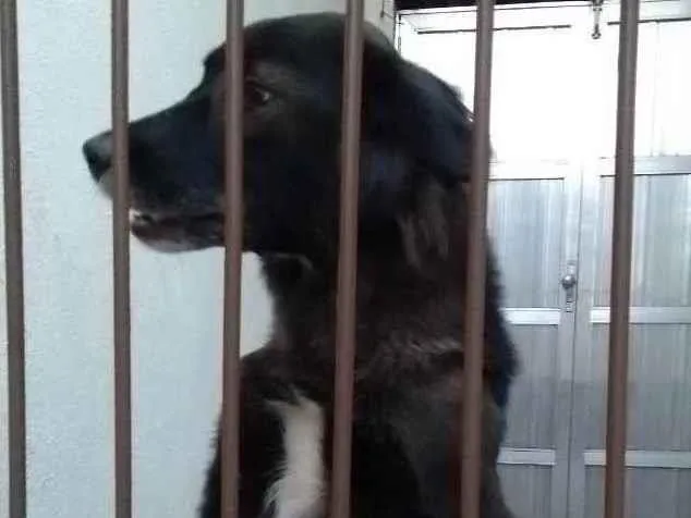 Cachorro ra a Vira Lata idade 3 anos nome Pandora