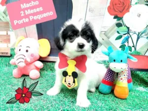 Cachorro raça  idade 2 a 6 meses nome Dex 