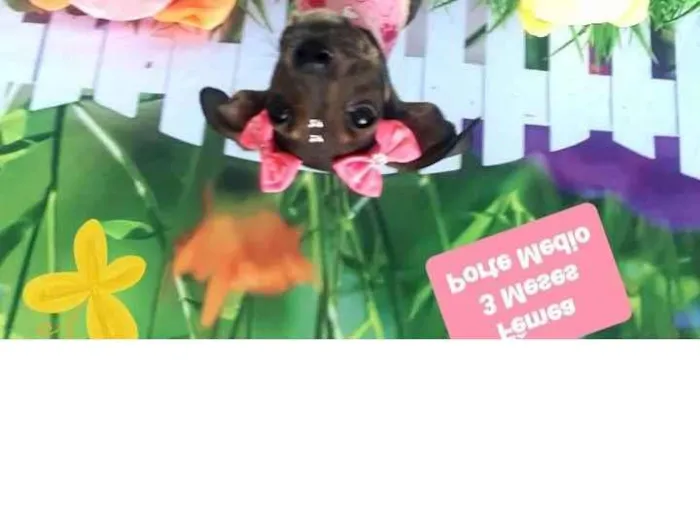 Cachorro raça  idade 2 a 6 meses nome Mafe