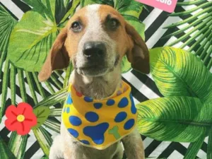 Cachorro raça  idade 2 a 6 meses nome José 