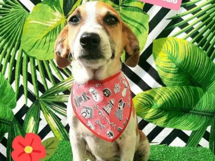 Cachorro raça  idade 2 a 6 meses nome Bernardo