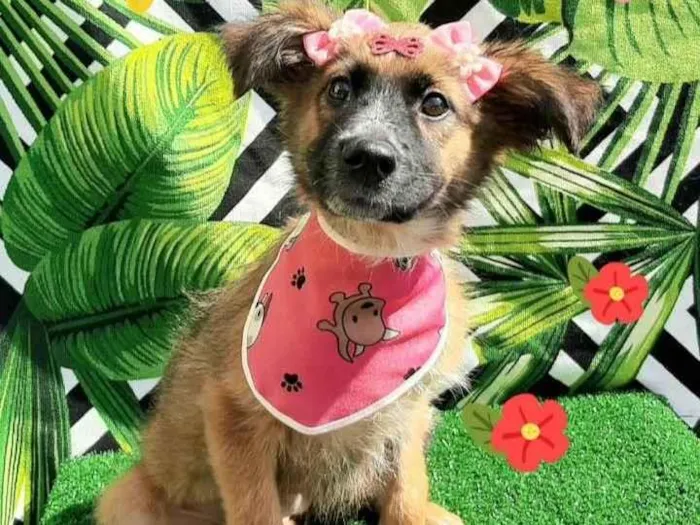 Cachorro raça  idade 2 a 6 meses nome Maya