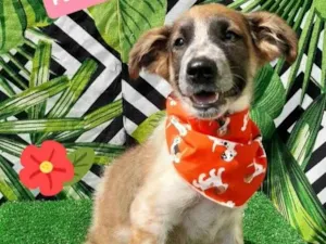Cachorro raça  idade 2 a 6 meses nome Joaquim 