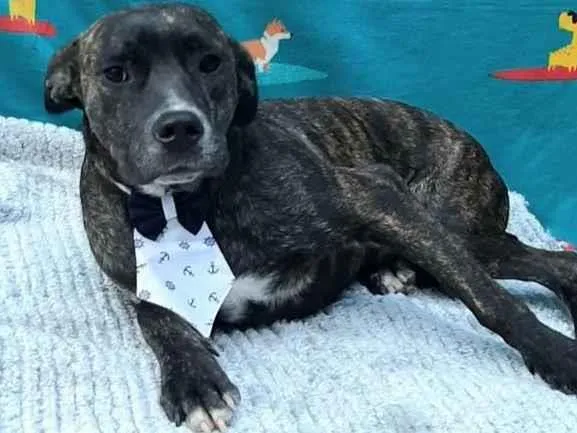 Cachorro raça  idade 1 ano nome Bam bam 