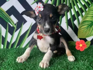 Cachorro raça  idade 2 a 6 meses nome Gabih