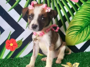 Cachorro raça  idade 2 a 6 meses nome Kiara