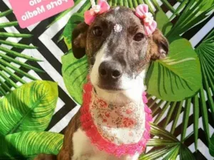 Cachorro raça  idade 1 ano nome Moana