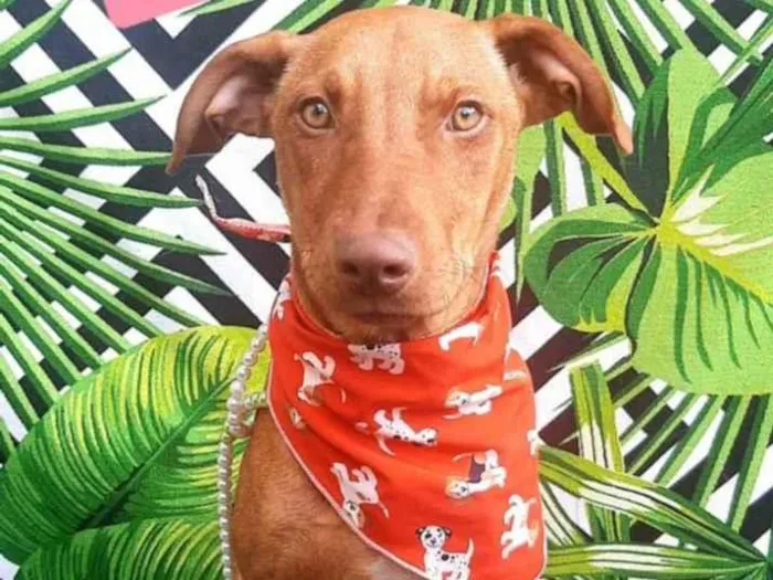 Cachorro raça  idade 7 a 11 meses nome Marlei