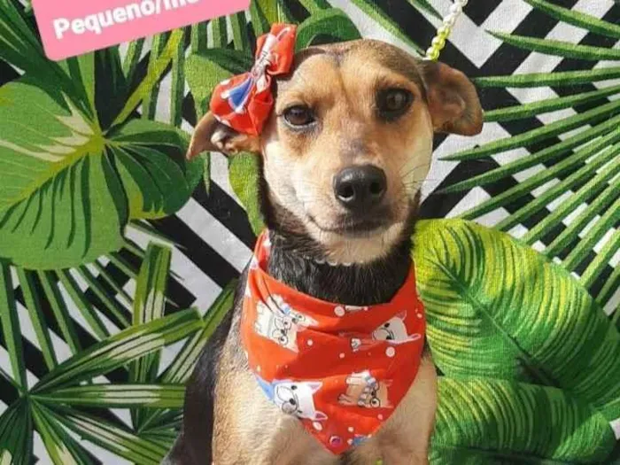 Cachorro raça  idade 2 anos nome Magrela