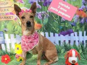 Cachorro raça  idade 3 anos nome Clarinha