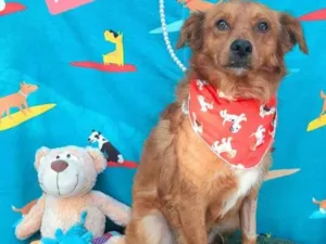 Cachorro raça  idade 2 anos nome Nick